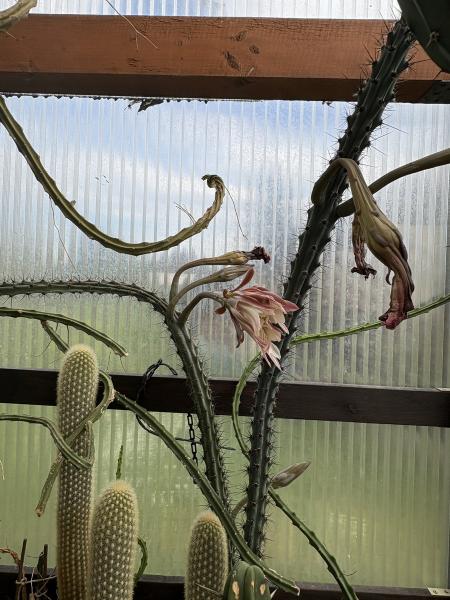 Cereus aethiops